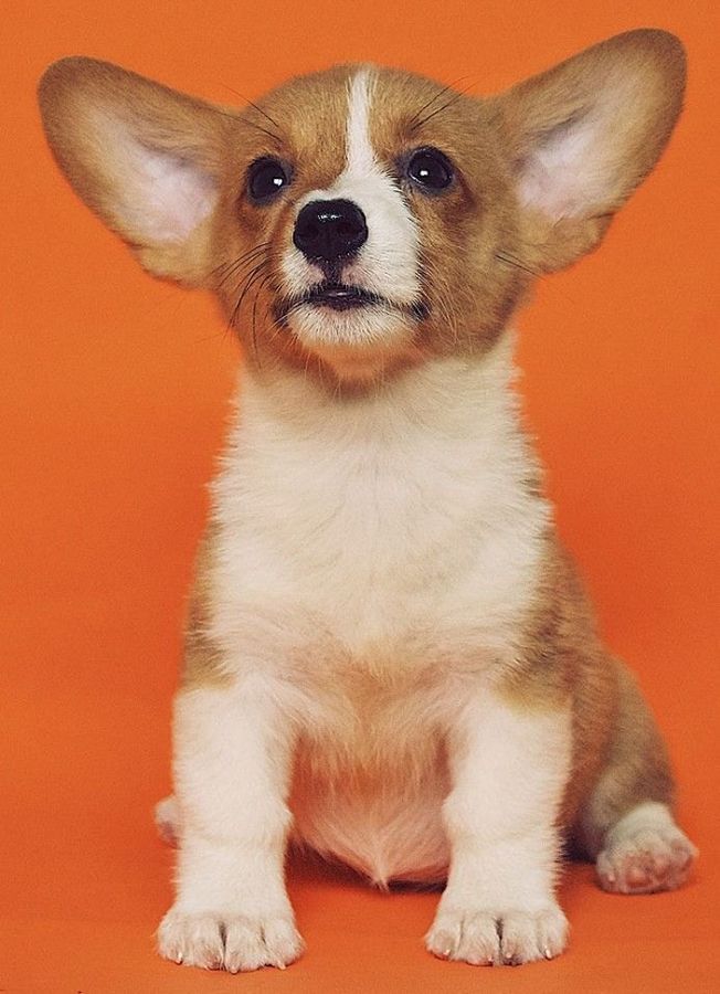 Corgi puppy sitting against an orange background